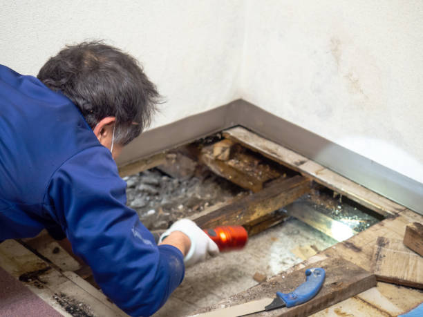 Best Professional Mold Removal  in Homerville, GA