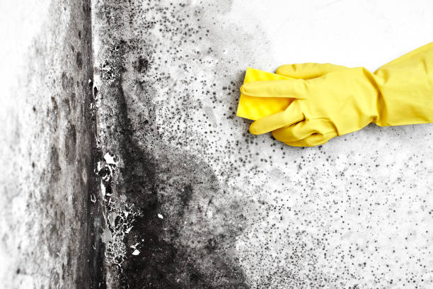 Best Toxic Mold Removal  in Homerville, GA