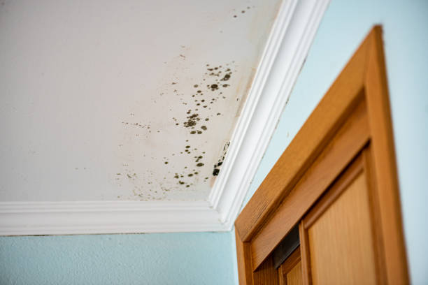 Best Home Mold Removal  in Homerville, GA