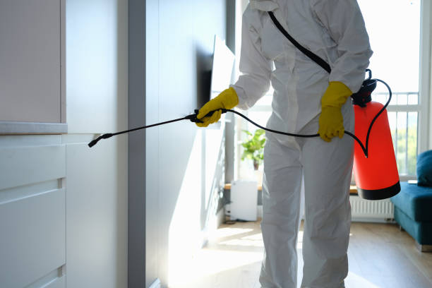 Best Local Mold Removal Service  in Homerville, GA