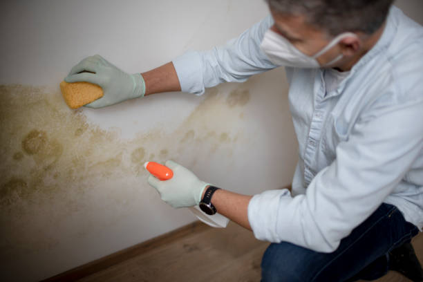 Best Mold Removal Specialists  in Homerville, GA
