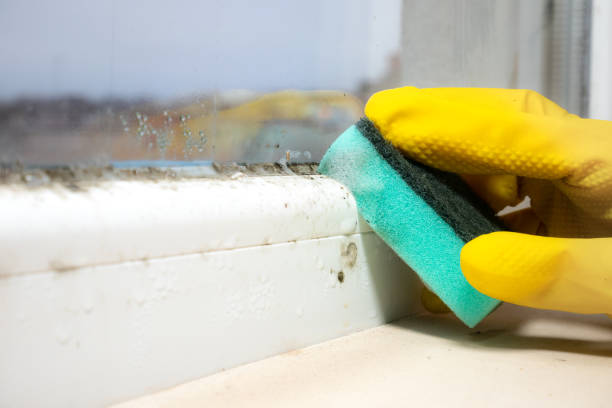Best Fast Mold Removal  in Homerville, GA
