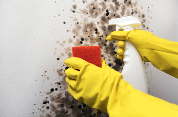 Home Mold Removal in Homerville, GA