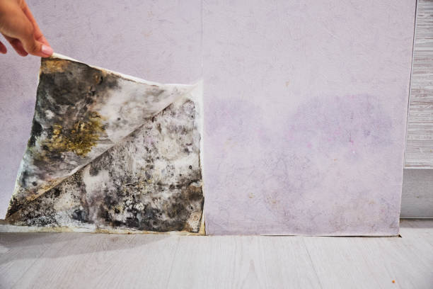 Best Same-Day Mold Removal  in Homerville, GA
